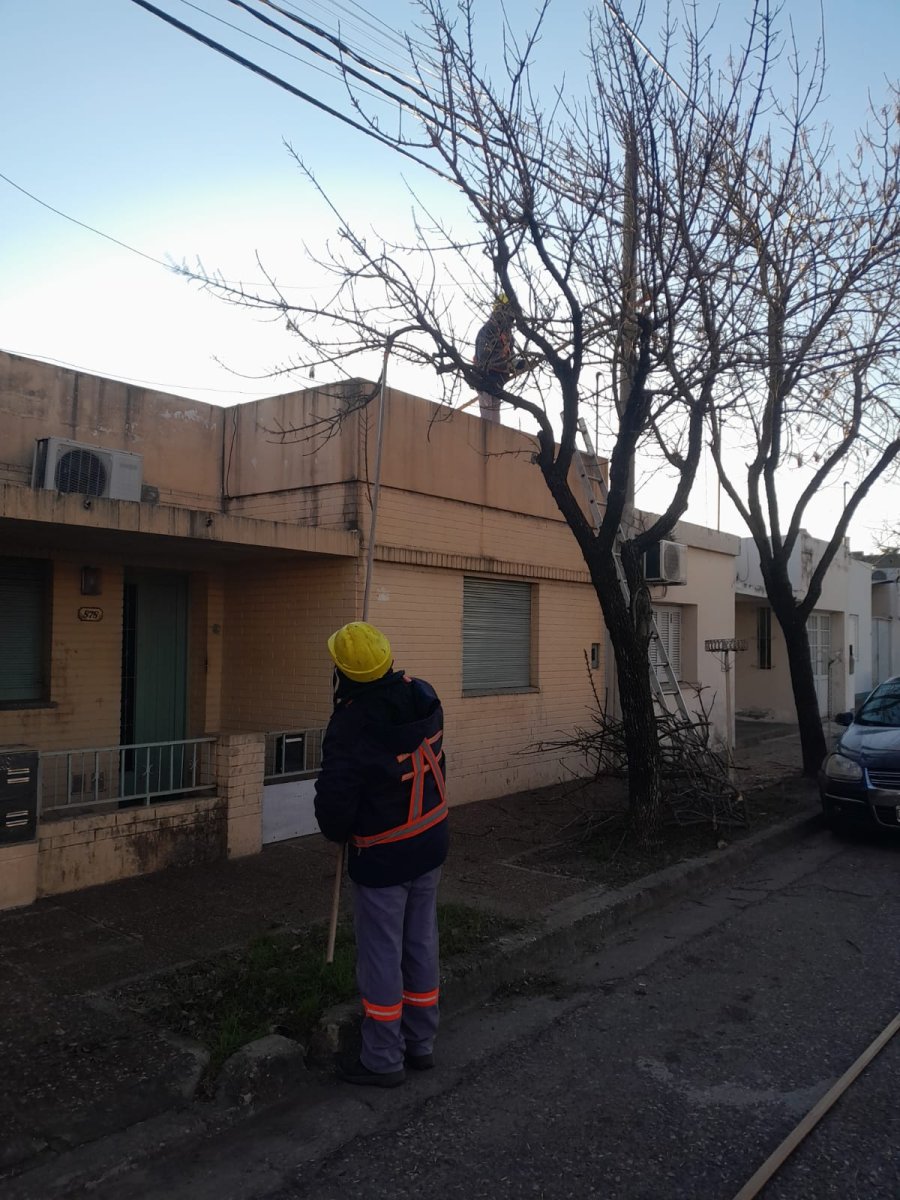 Plan integral de mantenimiento del arbolado público.