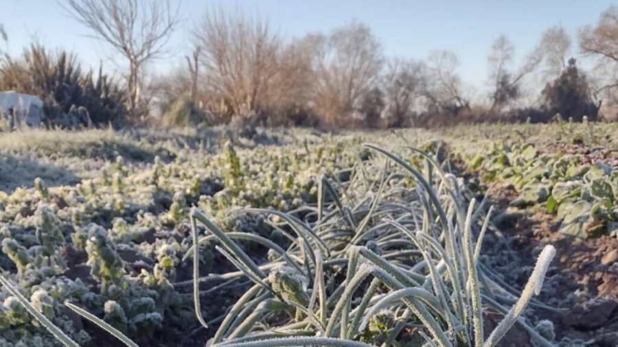 EL IMPACTO DE LA OLA POLAR. Las heladas de estos días podrían afectar la producción de verduras e impactaría en los precios.