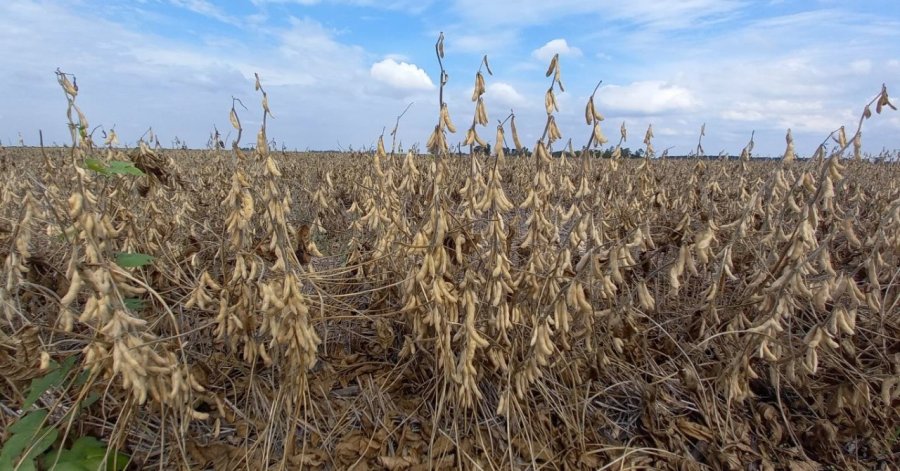 Los derechos de exportación de la soja, motivo de un nuevo desencuentro entre el Gobierno nacional y el campo argentino.