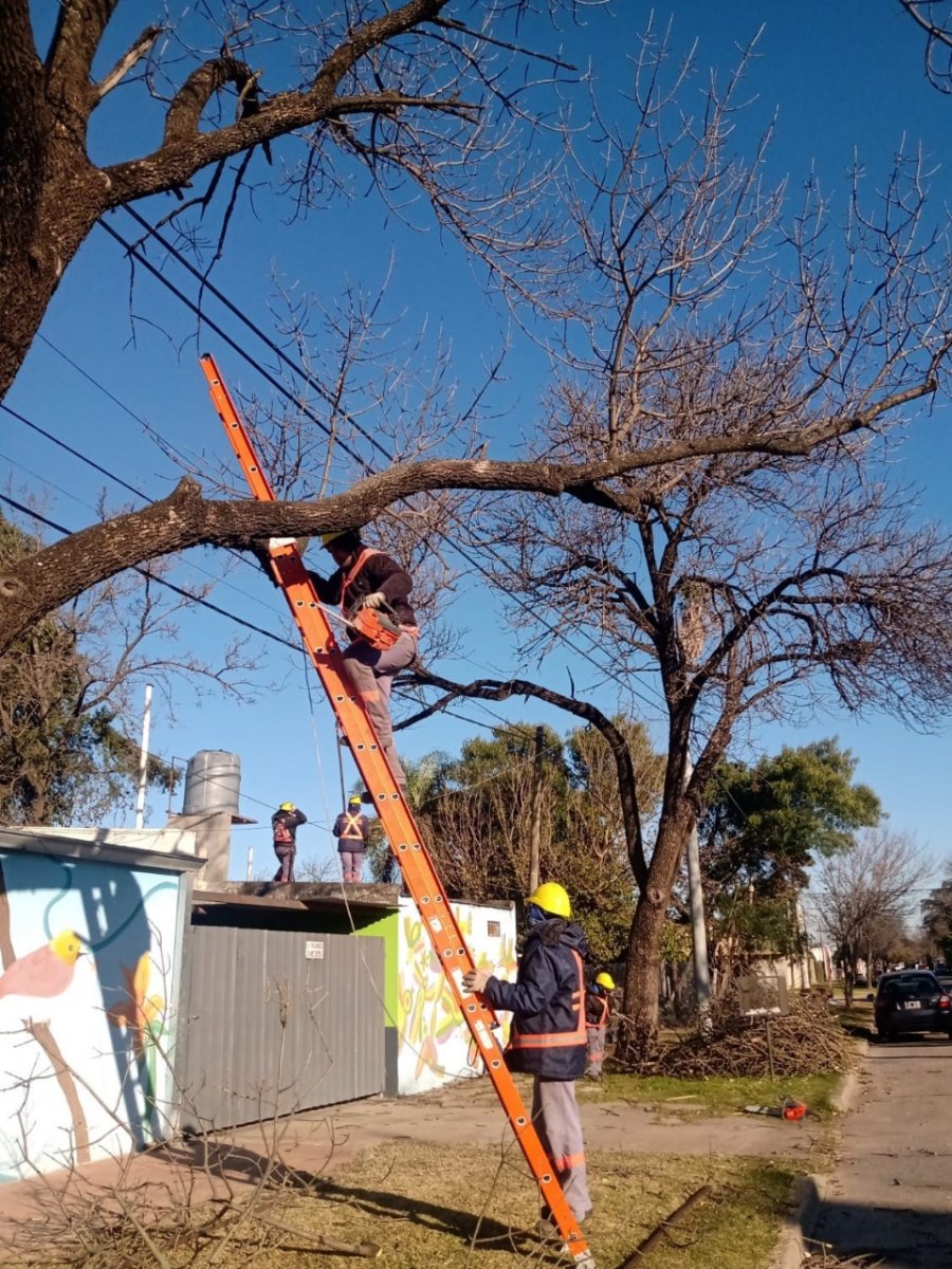 ACCIONES. Los trabajos incluyen la elevación de copas, el despeje de luminarias y tendidos eléctricos, y la eliminación de ramas secas o en mal estado.
