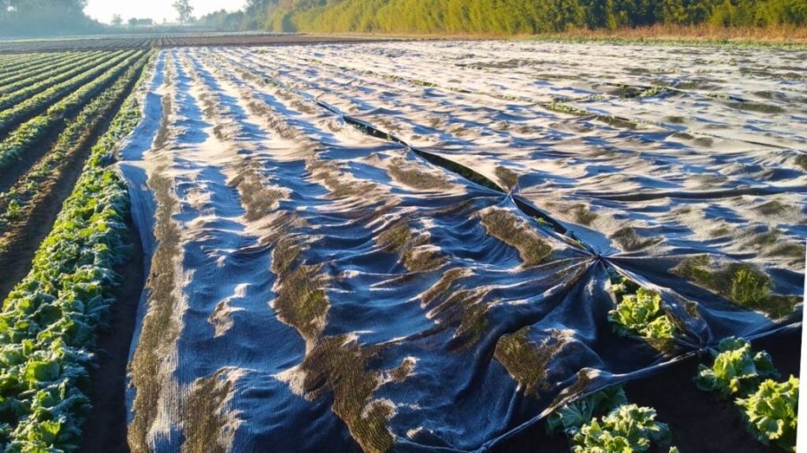 EL IMPACTO DE LAS HELADAS EN SANTA FE. La ola polar provocó daños en cultivos sensibles, con pérdidas de volumen, calidad y retrasos en los ciclos de crecimiento.