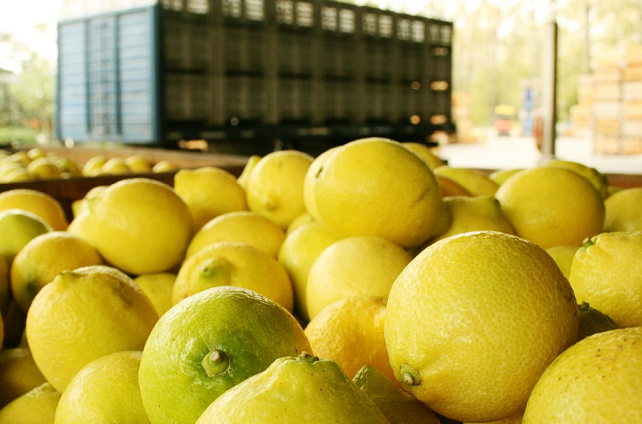 EXPORTACIÓN. Argentina abrió el mercado chileno para el envío de limones.
