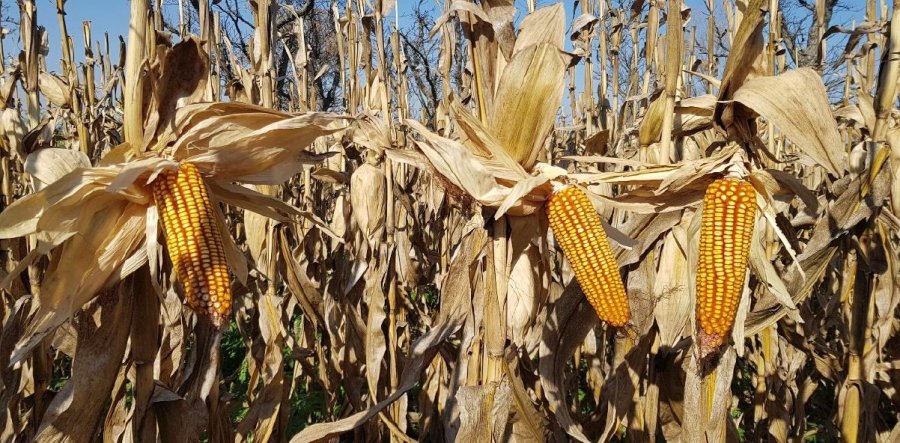 FINAL. La campaña de granos 24/25 termina con la cosecha de maíz tardío.