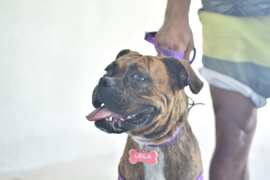 Castraciones en tu barrio.