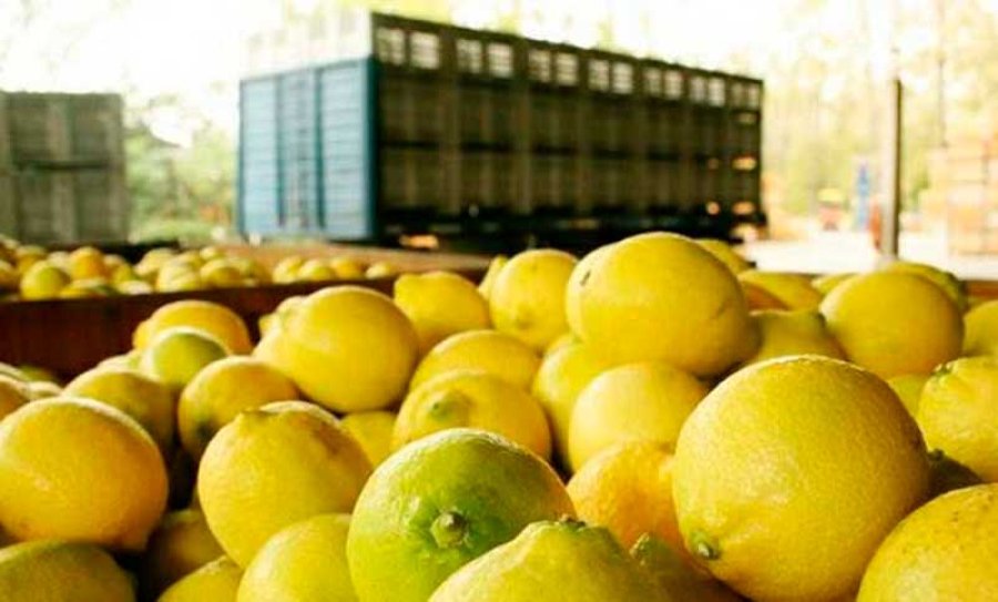 BARERRA SANITARIA. Ahora los limones argentinos podrán exportarse a Chile.