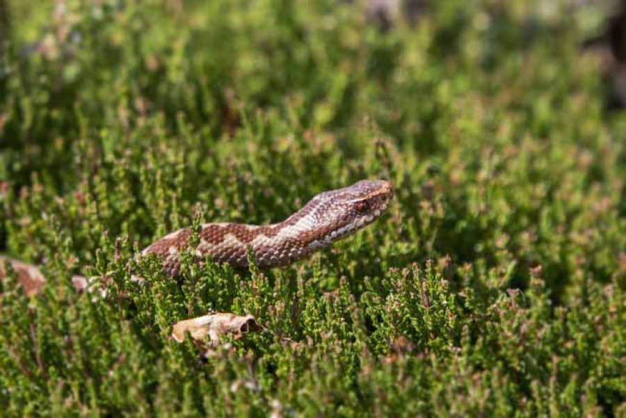 La gran mayoría de las serpientes no son venenosas, y de las que sí lo son, pocas representan un riesgo significativo para los humanos.