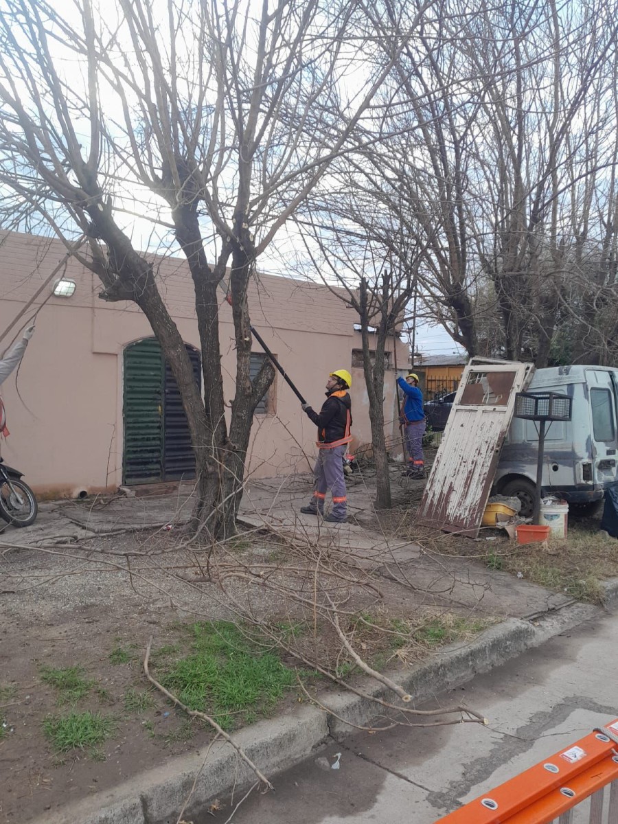 Las tareas están a cargo de personal municipal especializado en poda urbana.