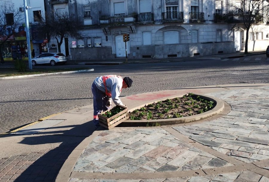 PLANTINES FLORALES. El gobierno local continúa embellecimiento de los espacios públicos de la ciudad.