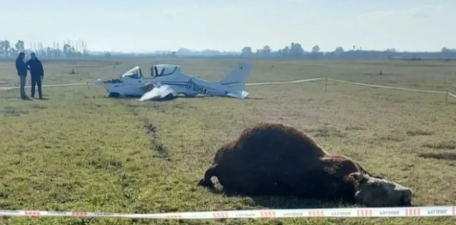 El toro provenía de un campo vecino, según el responsable del Aero Club.
