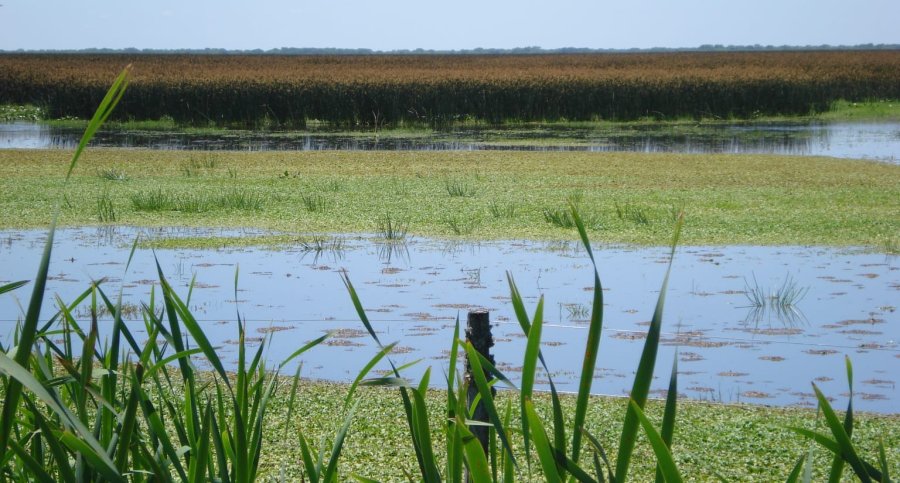 Activista ambiental desde los inicios de la lucha contra los incendios en las islas, Svegliati celebr&oacute; la reciente reglamentaci&oacute;n de la Ley de Humedales en la provincia de Santa Fe. (FOTO ARCHIVO)