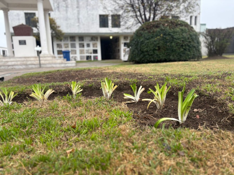 Nuevas tareas de mantenimiento en el Cementerio Municipal.