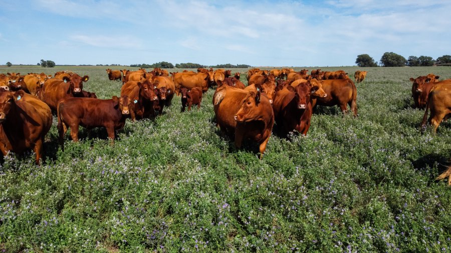 FINANCIAMIENTO. Los préstamos buscan consolidar la base genética y aumentar la productividad del sector.