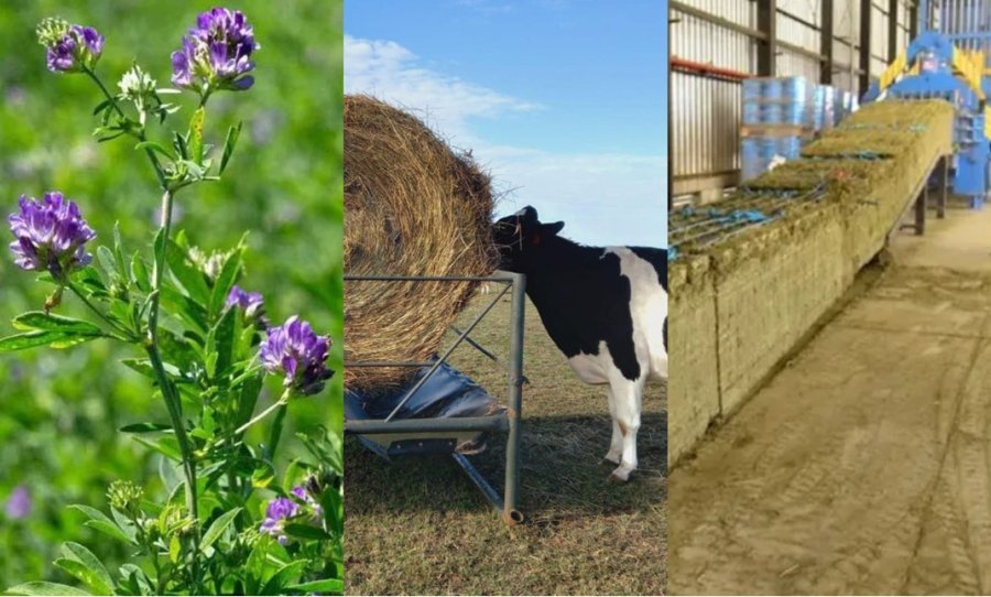 CADENA. La "reina" de las forrajeras, como se conoce a la alfalfa, tiene producción, consumo y exportación