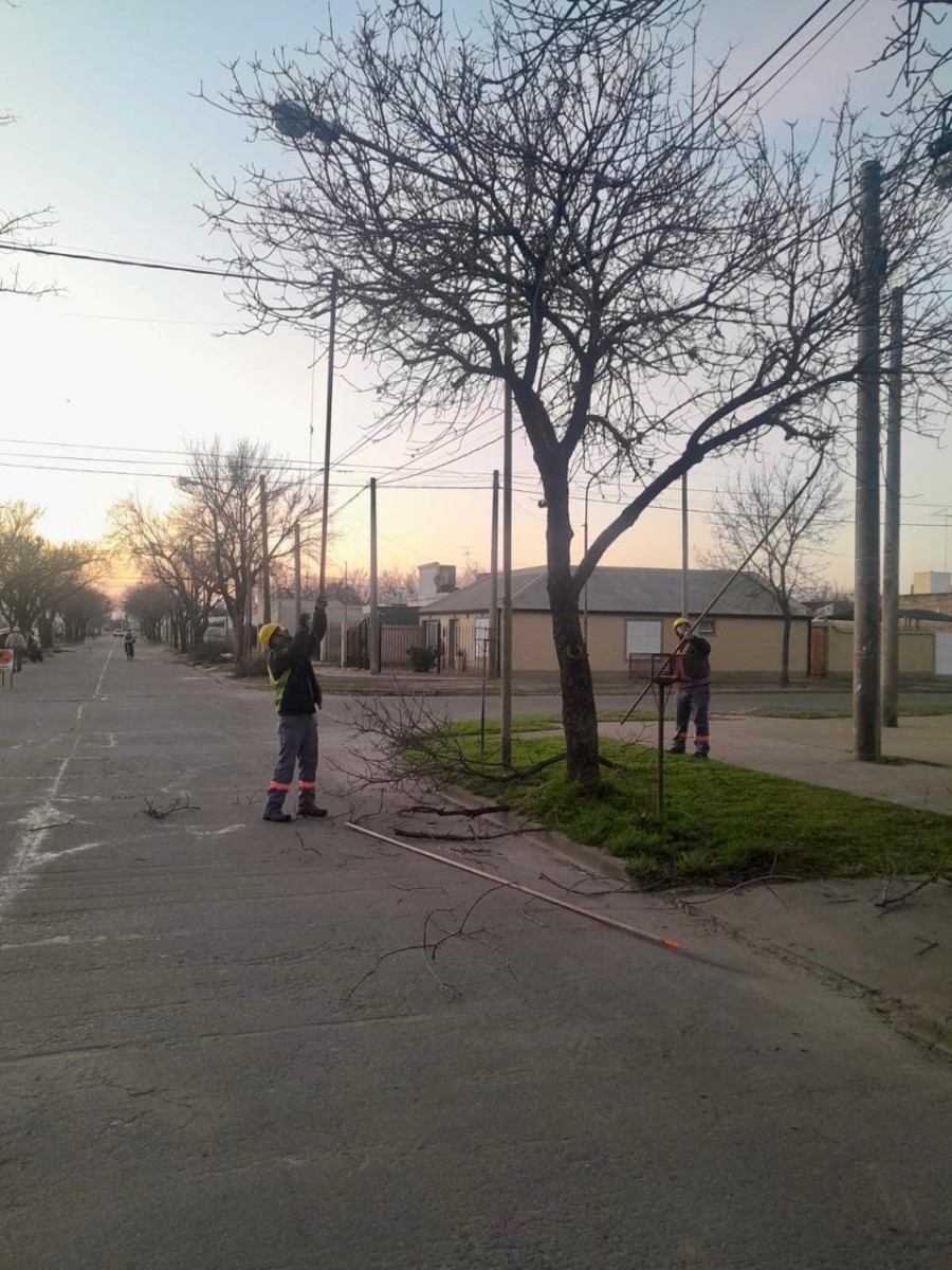 Plan estacional de mantenimiento del arbolado urbano.