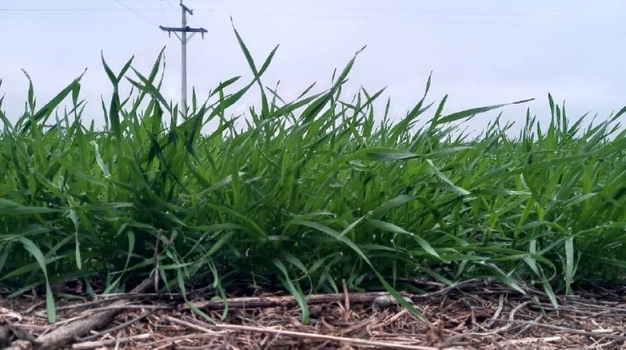 ESTADO. Los trigos implantados en la zona se ven en excelentes condiciones de desarrollo.