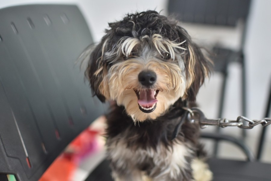 Será del 4 al 8 de agosto.