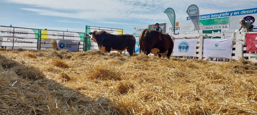 GRAN CALIDAD. Los reproductores deslumbraron a los presentes por su genética de elite.