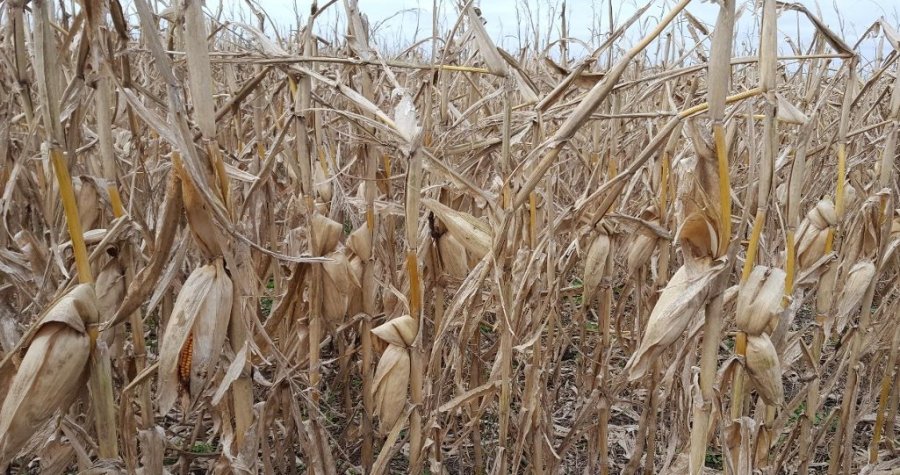 SE TERMINÓ. La trilla del maíz llegó a su fin, con resultados mejores a los esperados.