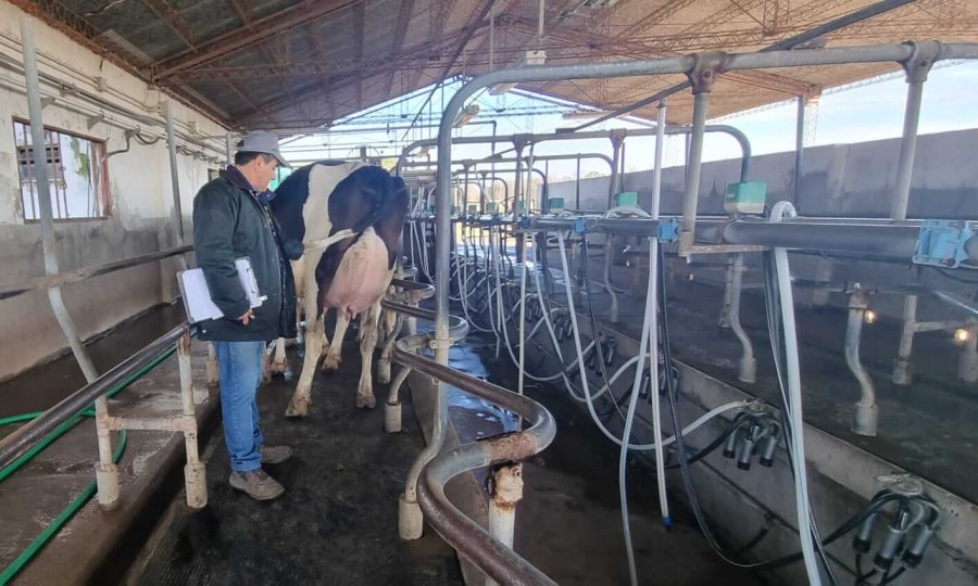 GRAN NIVEL. Los establecimientos muestran sus mejores ejemplares para quedarse con la copa.