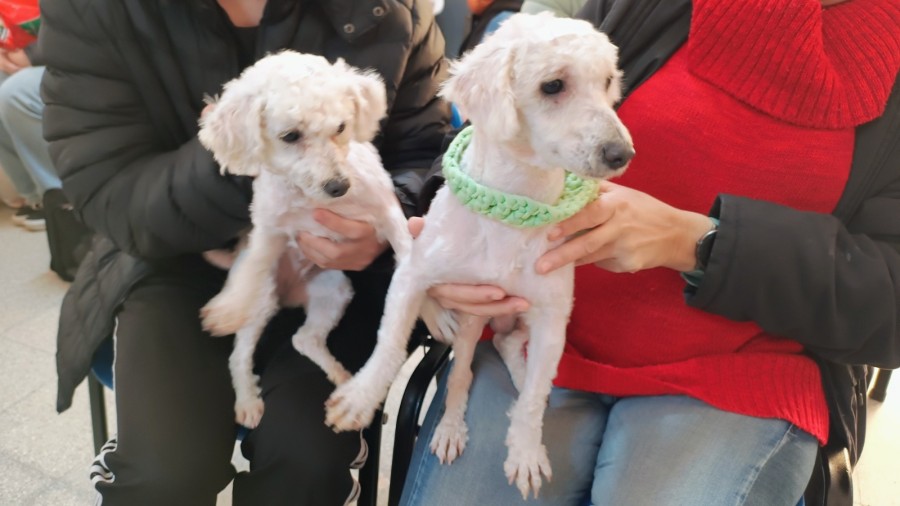 Durante esas jornadas se realizarán castraciones de perros y gatos, machos y hembras, vacunación antirrábica y desparasitación.