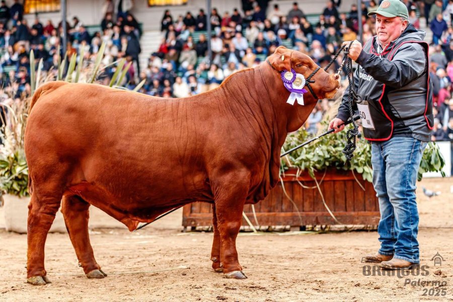 DISTINGUIDO. El ternero premiado se llama Amador.