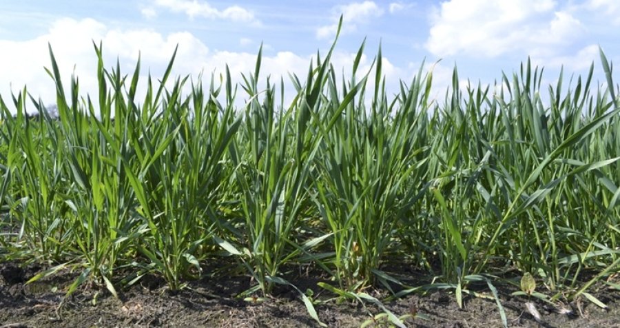 EXCELENTE. La condición de los trigos, acompañados por buenas lluvias y frío, es inmejorable.