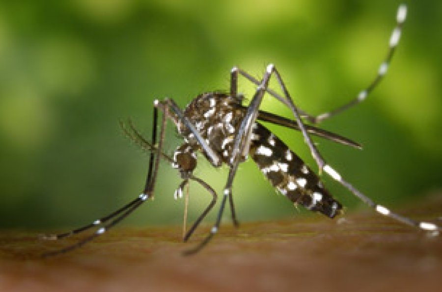 Aedes aegypti transmisor del dengue.
