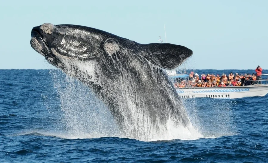 La población de ballenas francas australes en la Península Valdés alcanzó un nuevo récord histórico.