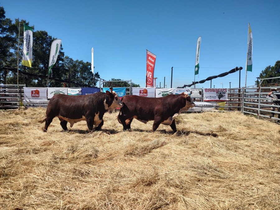 CALIDAD. El "ring" de Romang fue testigo de la gran genética por la que apuesta el sector.