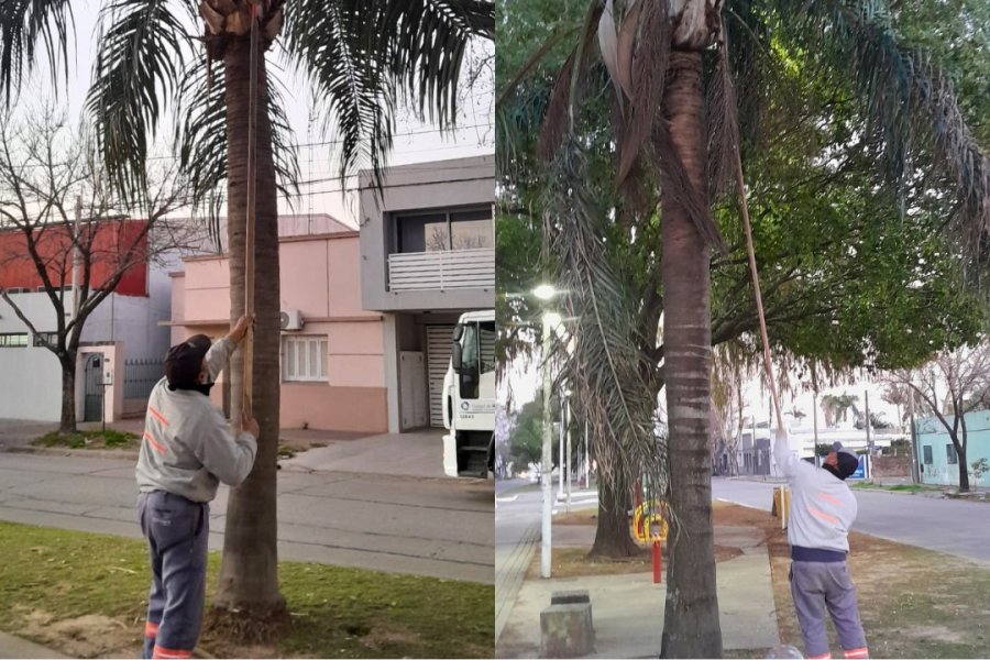 Cuidado del arbolado y limpieza urbana en Av. Aristóbulo del Valle.