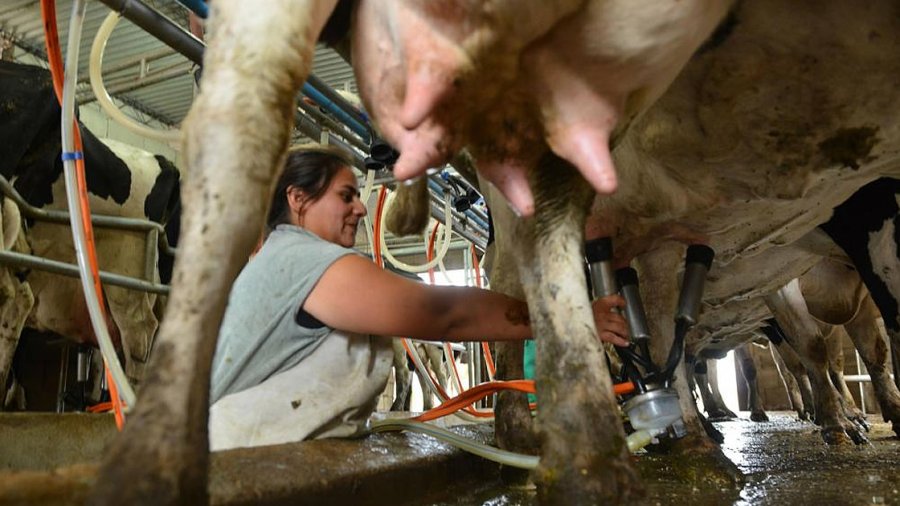 EN CAIDA. Los bajos precios que reciben los productores están de nuevo en la mira. La provincia concentra el 34,5% de los tambos del país.