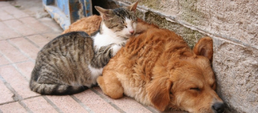 El programa trabaja en diferentes frentes.