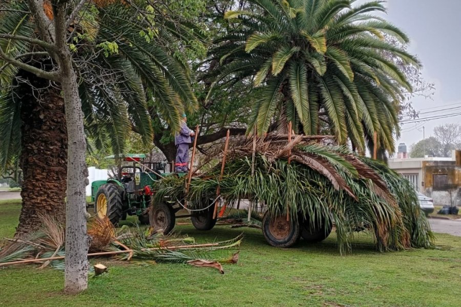 TRABAJOS PERIODICOS. Continúan desarrollándose los operativos de poda en distintas avenidas y espacios de la ciudad.