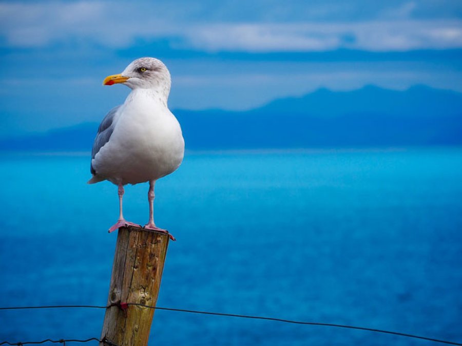 Las aves playeras se caracterizan por recorrer grandes distancias, provenientes de varias partes del mundo.