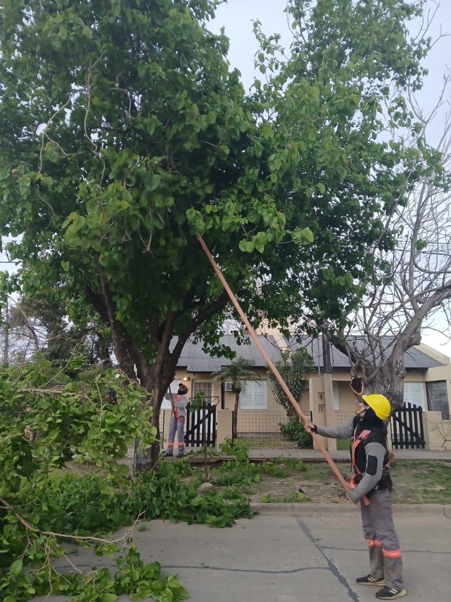 Plan integral de poda.