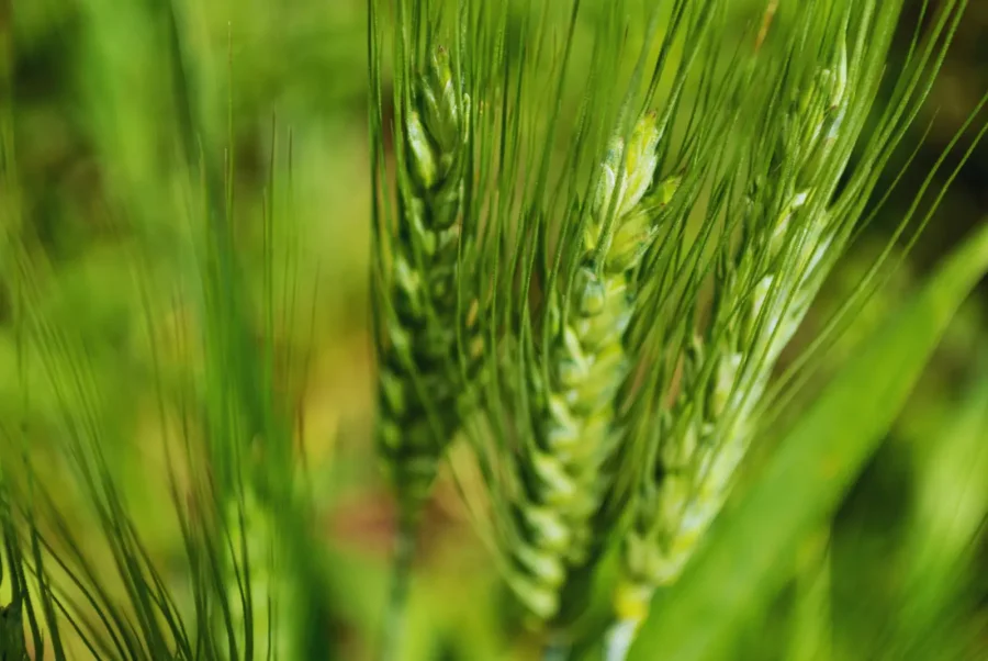 ATENCIÓN. Expertos advirtieron por la baja disponibilidad de nutrientes, especialmente el Zinc.