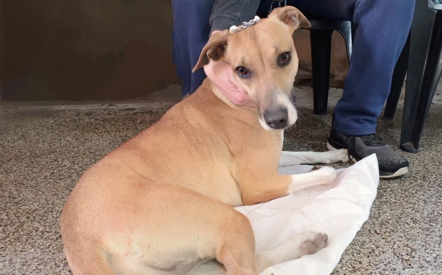 Castraciones de perros y gatos, machos y hembras, vacunación antirrábica y desparasitación.