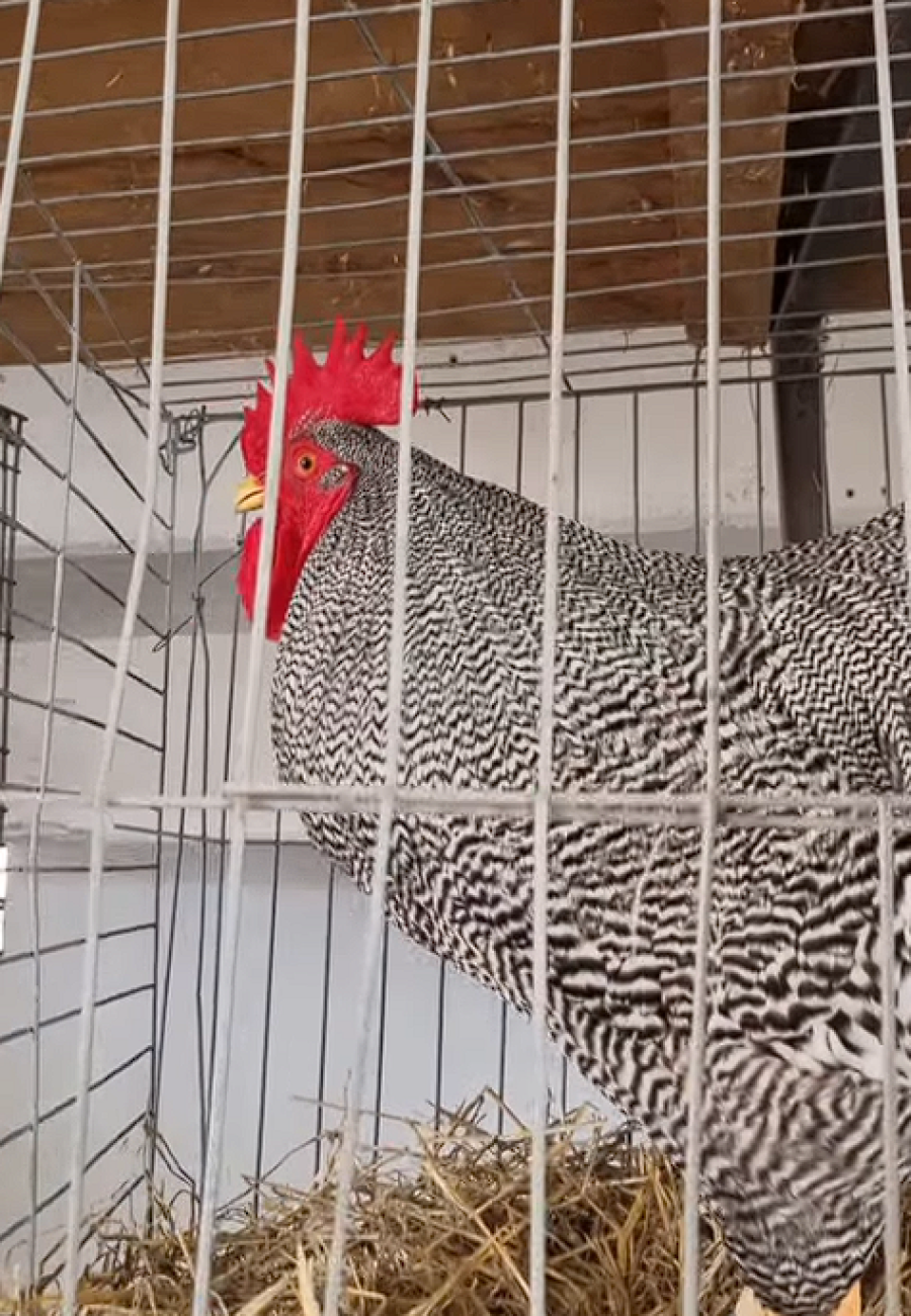 UN CLÁSICO: El juzgamiento de aves en la Rural cumple 100 años. Sin dudas, un sector pujante y tradicional que siempre se destaca.