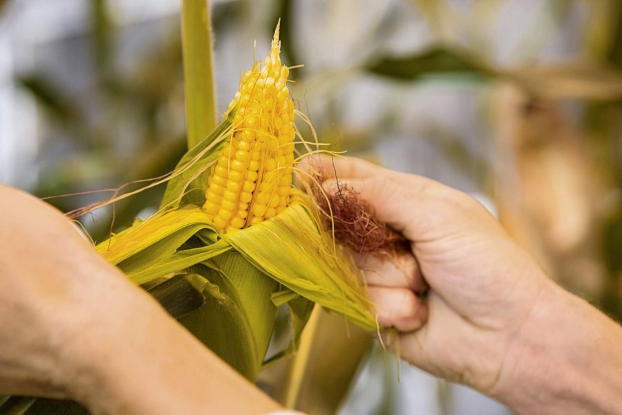 EXPECTATIVAS: Las condiciones agronómicas y sanitarias alientan la siembra de maíz, que podría batir récords