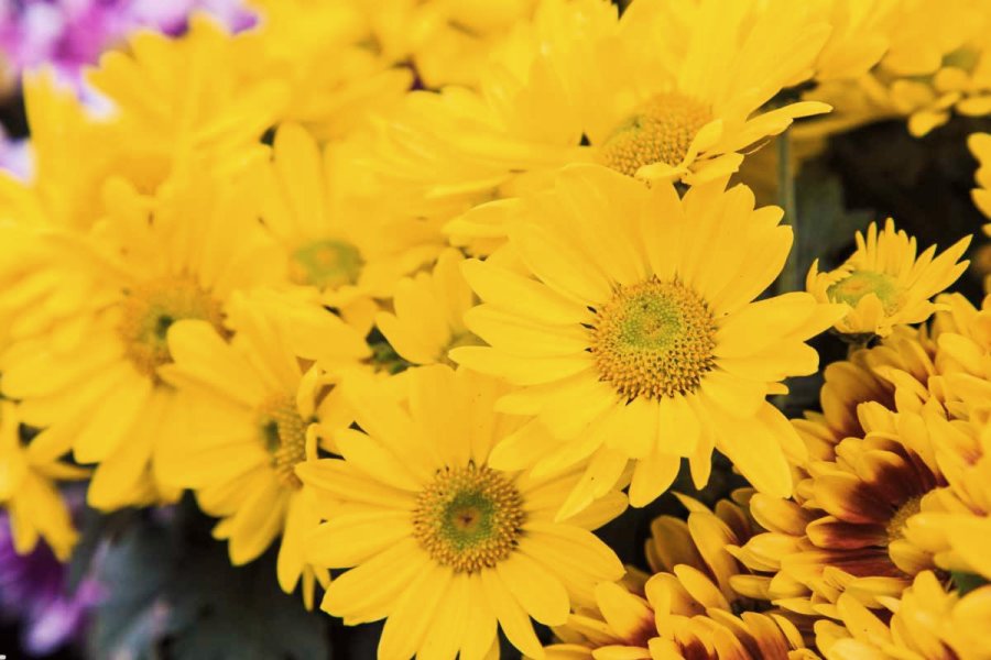 TRADICION. Cada 21 de septiembre, regalar flores amarillas se convirtió en un gesto popular en Argentina, sobre todo entre los jóvenes.
