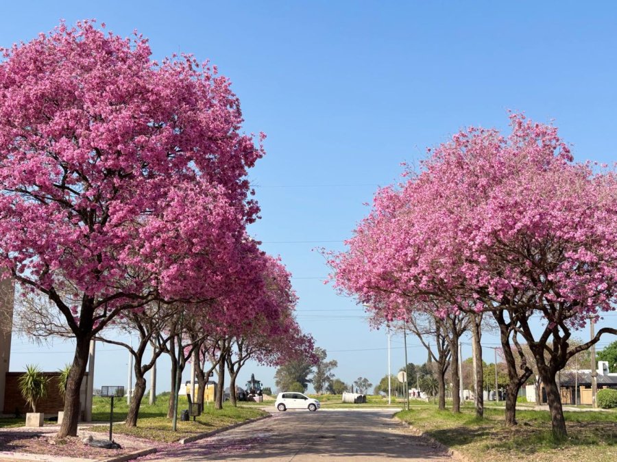 PAISAJES UNICOS. Desde el municipio se trabaja todo el año para que los rafaelinos disfruten de una ciudad más verde y en armonía con la naturaleza.
