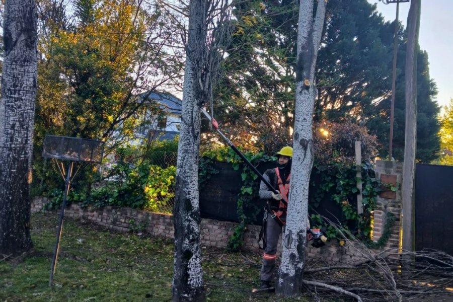 REMOCION DE RAMAS. Los trabajos de concentran esta semana en una importante zona de quintas de la ciudad.