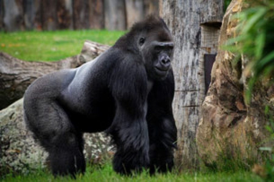 La pérdida del hábitat es otra amenaza que enfrentan los gorilas.
