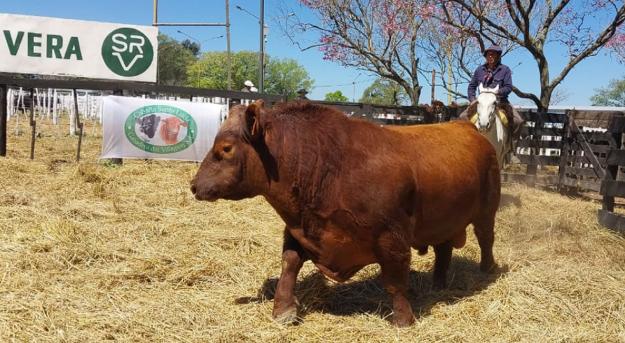 CALIDAD. La Rural de Vera contó con calidad genética, puja y buenos precios.