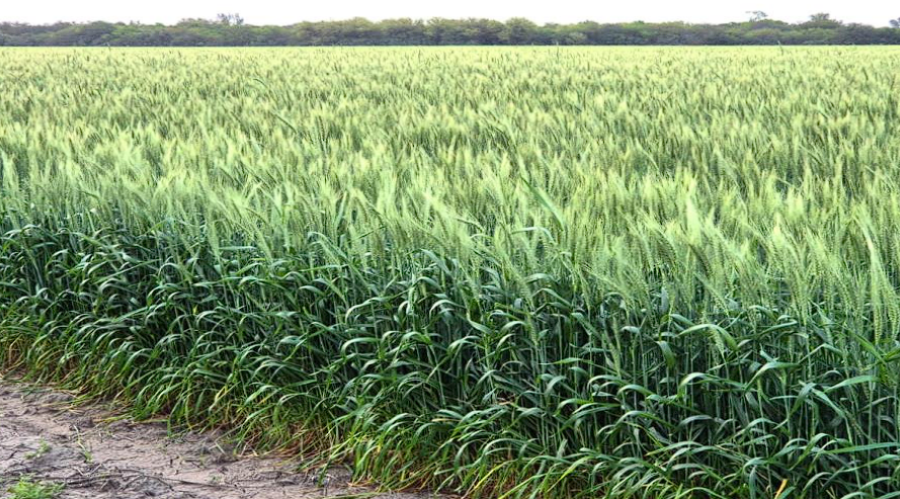 FIRME. El trigo viene bien en el centro norte santafesino.