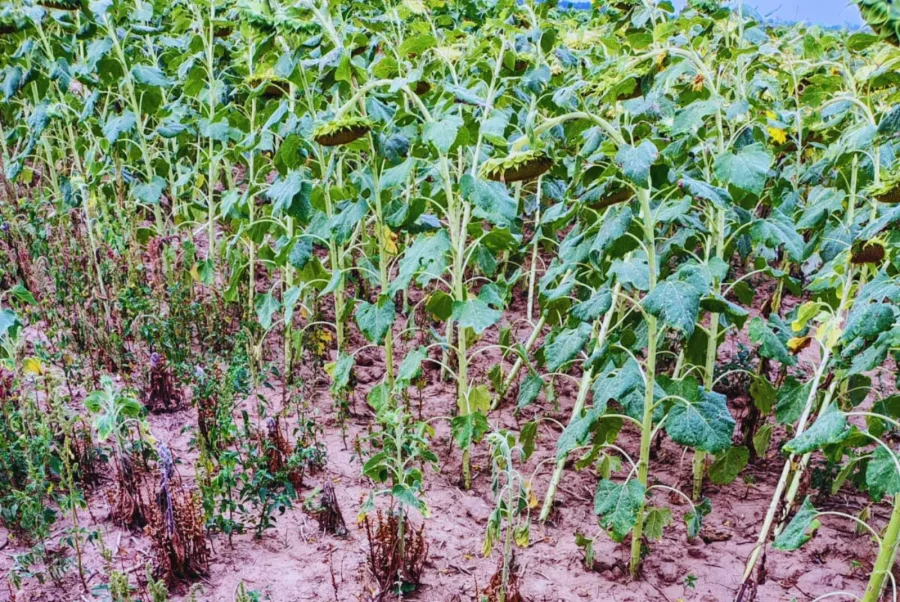 A TENER CUIDADO. La maleza apareció en Bolivia y puede ser muy perjudicial.