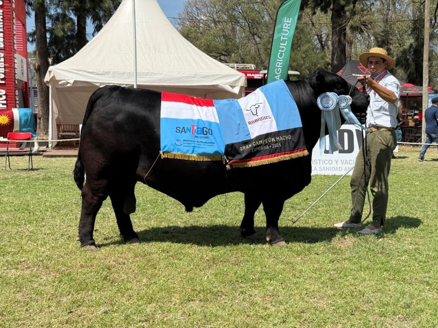 NEGRITO. El ejemplar galardonado en La Banda.
