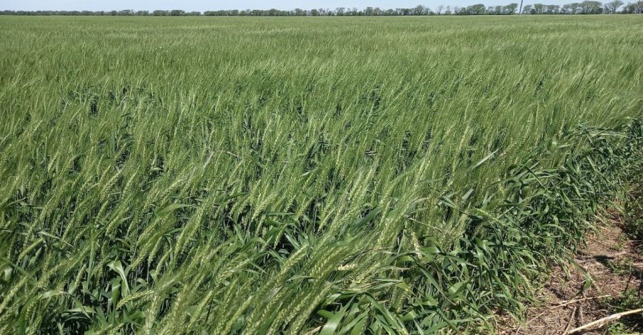MONITOREO. Lote con trigo de ciclo largo, en mitad de antesis, excelente estado, en el sur del departamento Castellanos.