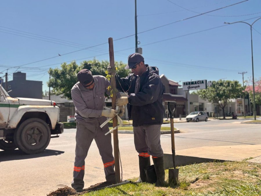 A lo largo de este período se incorporarán 1.625 nuevos ejemplares arbóreos.