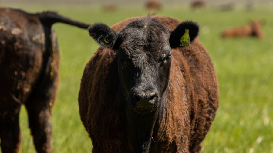 SALUD ANIMAL. La vacunación contra la fiebre aftosa constituye una acción sanitaria clave para mantener el estatus zoosanitario, reconocido internacionalmente, en la única zona libre con vacunación.